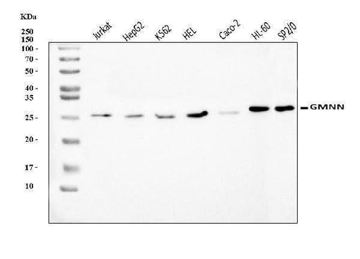 Anti-Geminin/GMNN Antibody Picoband® Boster Bio