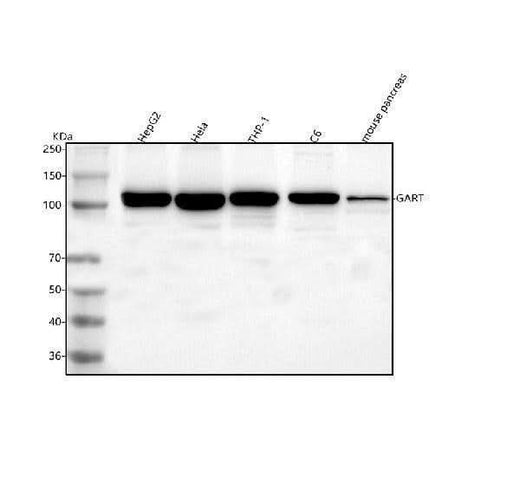 Anti-GART Antibody Picoband® Boster Bio