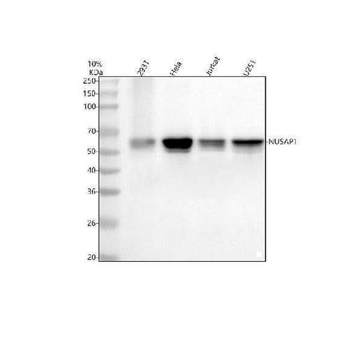 Anti-NUSAP1 Antibody Picoband® Boster Bio