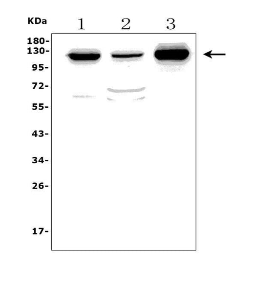 Anti-MORC3 Antibody Picoband® Boster Bio
