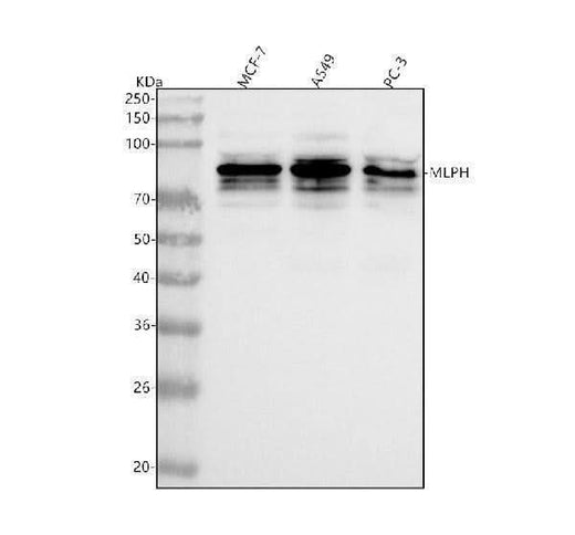 Anti-MLPH Antibody Picoband® Boster Bio