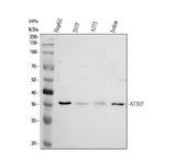 Anti-STX17 Antibody Picoband® Boster Bio