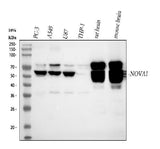 Anti-Nova1 Antibody Picoband® Boster Bio