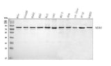 Anti-NUB1 Antibody Picoband® Boster Bio