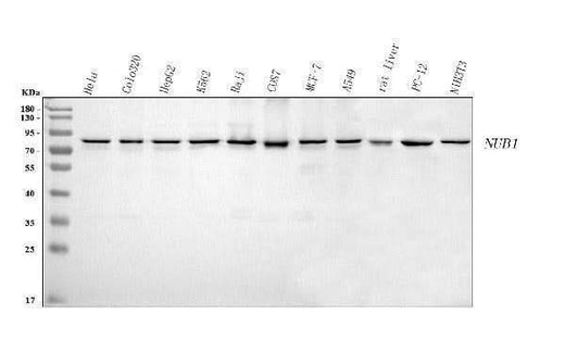 Anti-NUB1 Antibody Picoband® Boster Bio