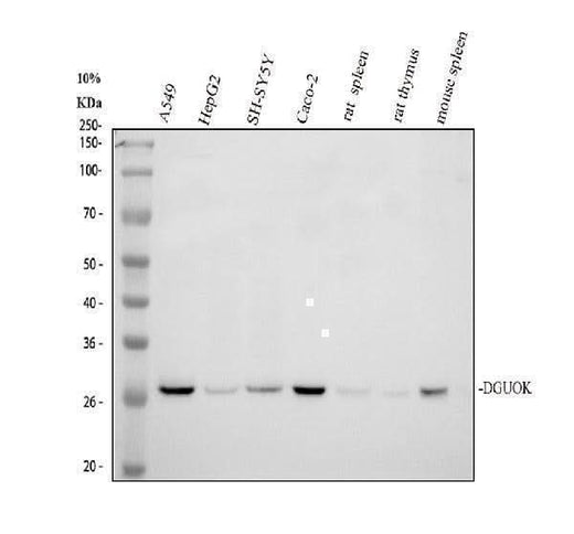 Anti-DGUOK Antibody Picoband® Boster Bio