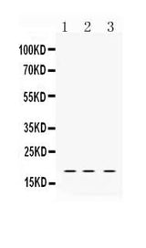 Anti-LMO1 Antibody Picoband® Boster Bio