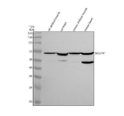 Anti-SLC27A1 Antibody Picoband® Boster Bio