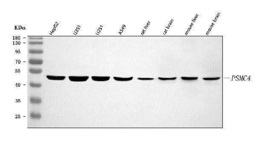 Anti-PSMC4 Antibody Picoband® Boster Bio