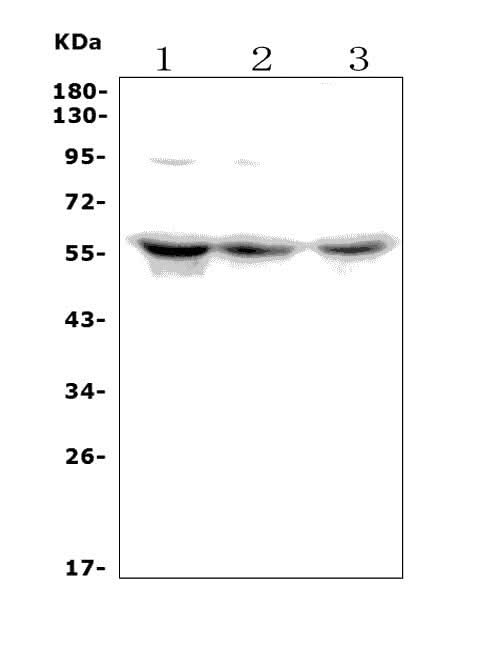 Anti-PCTAIRE1/CDK16 Antibody Picoband® Boster Bio