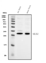Anti-Olig1 Antibody Picoband® Boster Bio