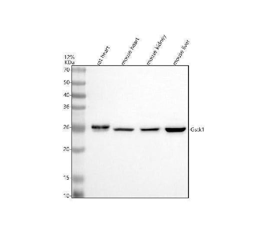 Anti-GSTK1 Antibody Picoband® Boster Bio