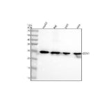 Anti-GSTK1 Antibody Picoband® Boster Bio