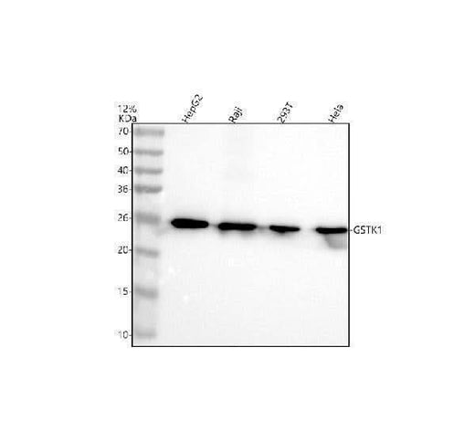 Anti-GSTK1 Antibody Picoband® Boster Bio