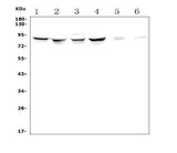 Anti-P5CS/ALDH18A1 Antibody Picoband® Boster Bio