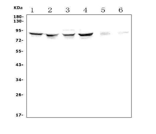 Anti-P5CS/ALDH18A1 Antibody Picoband® Boster Bio