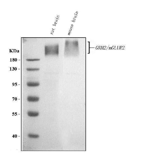 Anti-Metabotropic glutamate receptor 2/GRM2 Antibody Picoband® Boster Bio