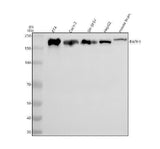 Anti-RAPH1 Antibody Picoband® Boster Bio