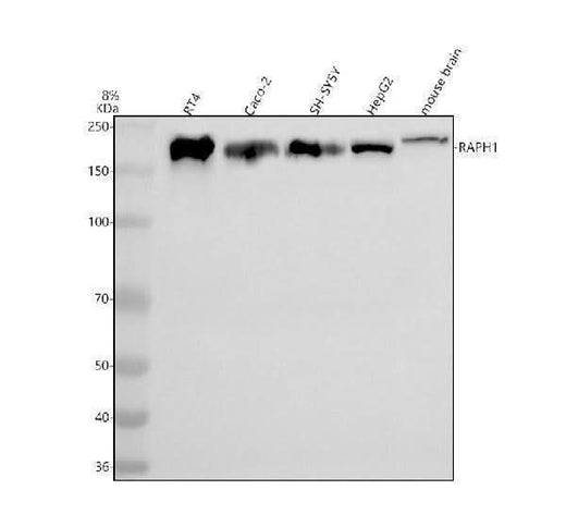 Anti-RAPH1 Antibody Picoband® Boster Bio