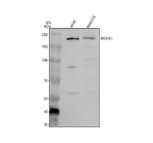 Anti-DOCK5 Antibody Picoband® Boster Bio
