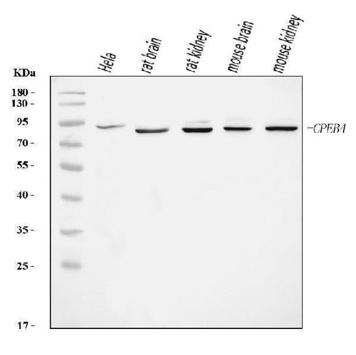 Anti-CPEB4 Antibody Picoband® Boster Bio