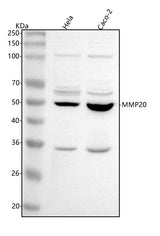 Anti-MMP20 Antibody Picoband® Boster Bio