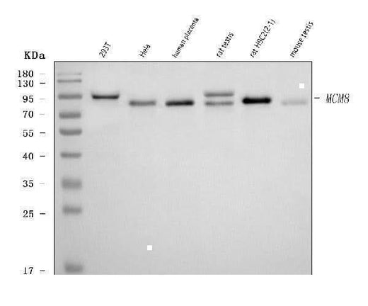 Anti-MCM8 Antibody Picoband® Boster Bio