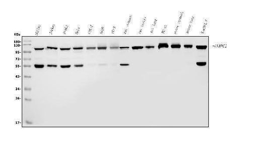 Anti-ANAPC2 Antibody Picoband® Boster Bio