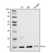 Anti-RPL23 Antibody Picoband® Boster Bio