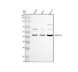 Anti-TNFRSF19 Antibody Picoband® Boster Bio