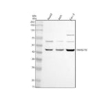 Anti-TNFRSF19 Antibody Picoband® Boster Bio