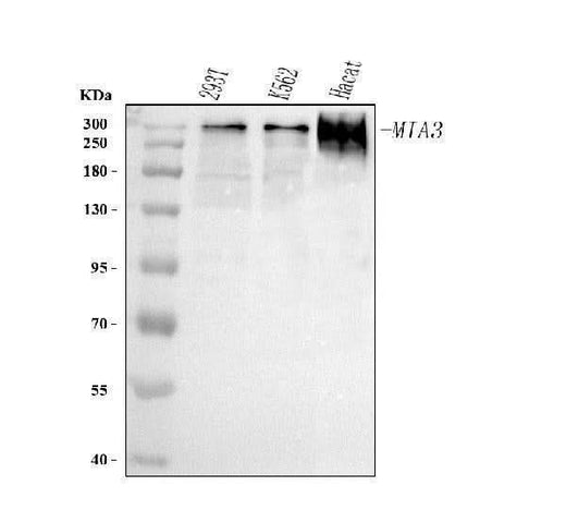Anti-MIA3 Antibody Picoband® Boster Bio