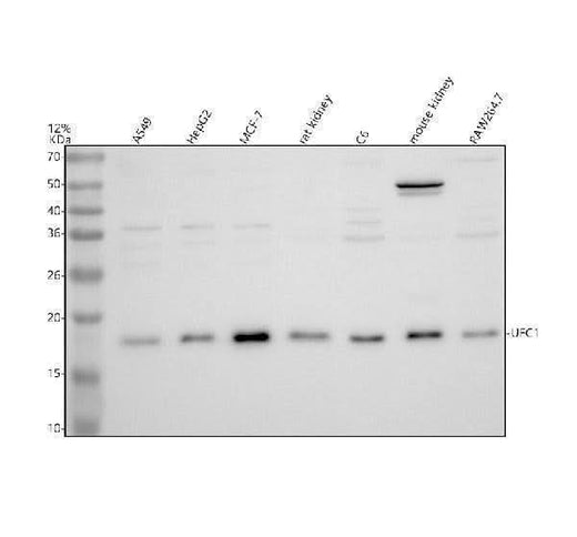 Anti-UFC1 Antibody Picoband® Boster Bio