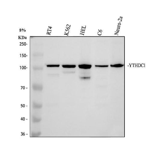 Anti-YTHDC1 Antibody Picoband® Boster Bio