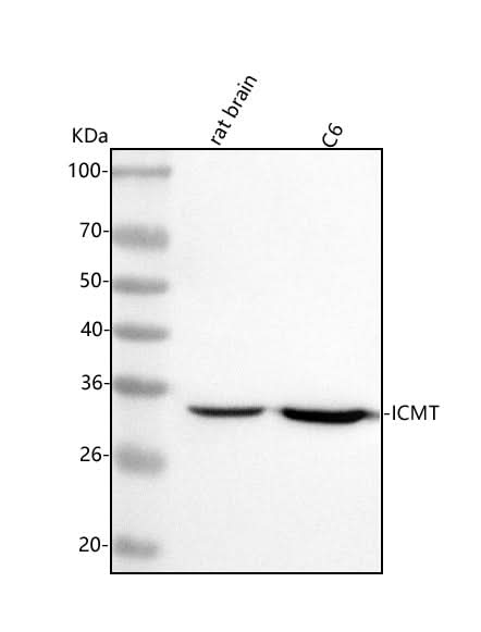 Anti-ICMT Antibody Picoband® Boster Bio