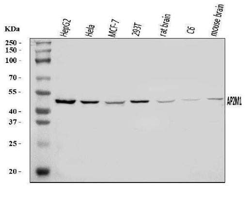 Anti-AP2M1 Antibody Picoband® Boster Bio