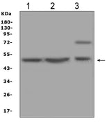 Anti-AP2M1 Antibody Picoband® Boster Bio