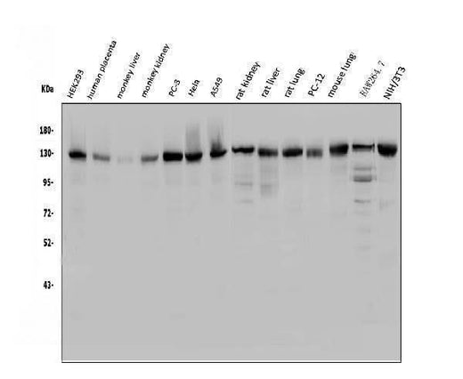 Anti-USP25 Antibody Picoband® Boster Bio