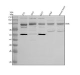 Anti-DTX3L Antibody Picoband® Boster Bio