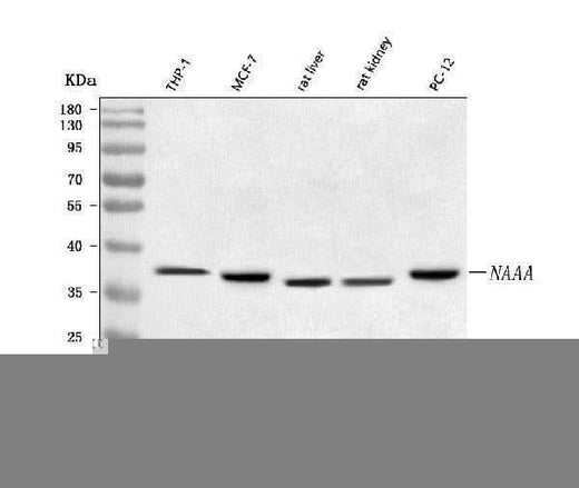 Anti-NAAA Antibody Picoband® Boster Bio