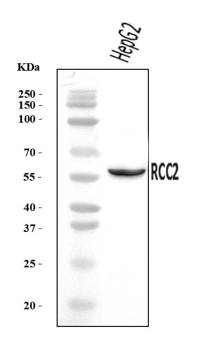 Anti-RCC2 Antibody Picoband® Boster Bio