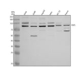 Anti-SIX5 Antibody Picoband® Boster Bio