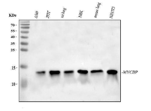Anti-MYCBP Antibody Picoband® Boster Bio
