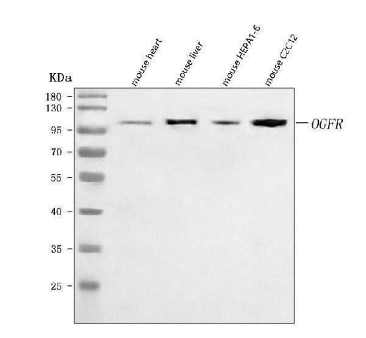 Anti-Ogfr Antibody Picoband® Boster Bio