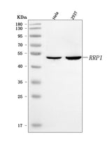Anti-RRP1 Antibody Picoband® Boster Bio