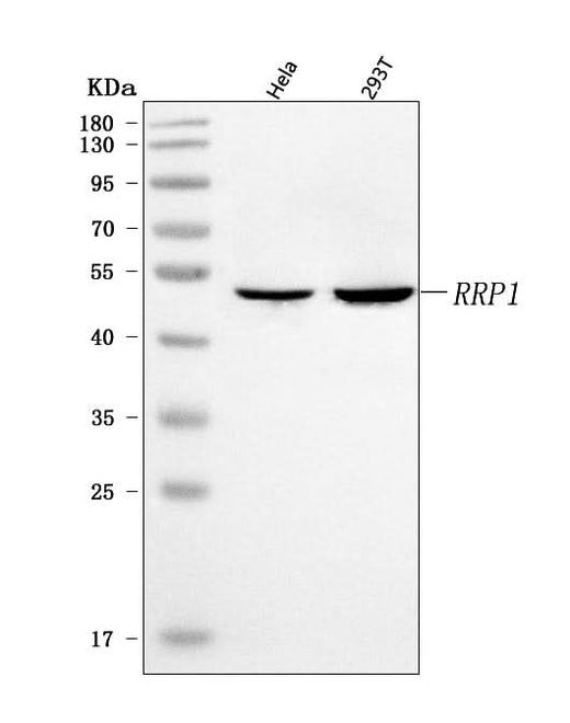 Anti-RRP1 Antibody Picoband® Boster Bio