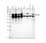 Anti-RANBP3 Antibody Picoband® Boster Bio