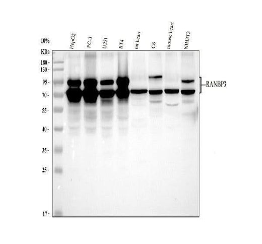 Anti-RANBP3 Antibody Picoband® Boster Bio