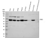 Anti-OMA1 Antibody Picoband® Boster Bio