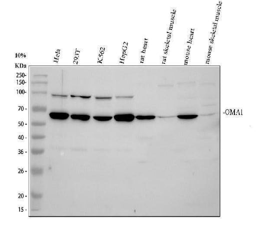 Anti-OMA1 Antibody Picoband® Boster Bio